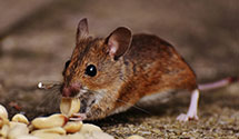 termite-baiting-systems Experts in Pine Coupee